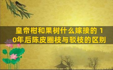 皇帝柑和果树什么嫁接的 10年后陈皮圈枝与驳枝的区别